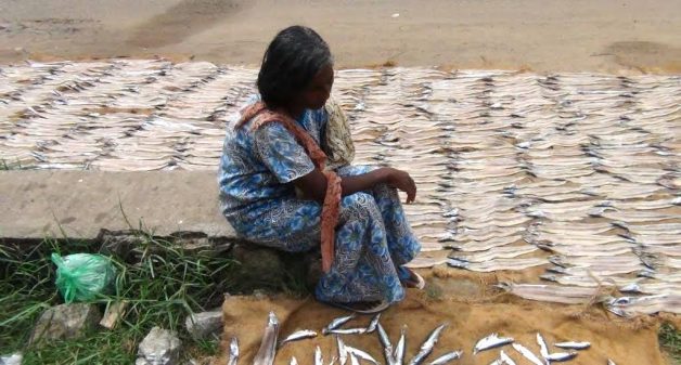 Unsold fresh fish being dried to be sold in packets. (Photo by K. Rajendran)