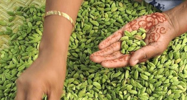 The Idukki cardamom has high demand in the international market. (Photo by Saravanakumar)