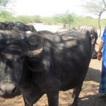 A Maldhari with his Banni buffalos. (Photo by Athar Parvaiz)