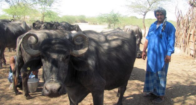 A Maldhari with his Banni buffalos. (Photo by Athar Parvaiz)