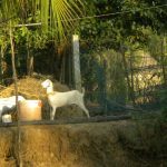 Locally bred goats fetch a regular income. (Photo by Sharada Balasubramanian)