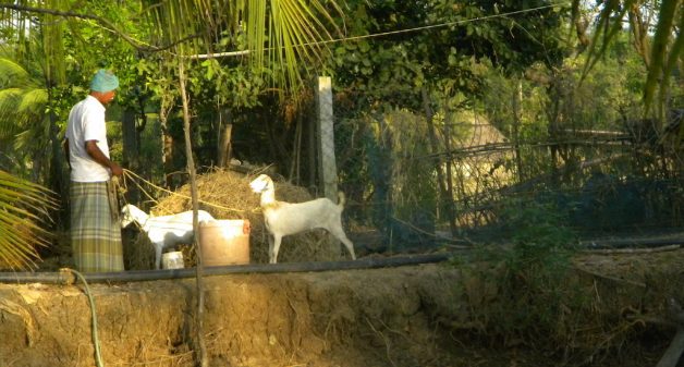 Locally bred goats fetch a regular income. (Photo by Sharada Balasubramanian)