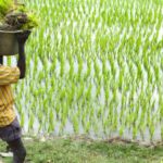 A field laborer carrying paddy transplants in Tamil Nadu. (Photo by ADM Institute for the Prevention of Postharvest Loss)