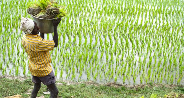 A field laborer carrying paddy transplants in Tamil Nadu. (Photo by ADM Institute for the Prevention of Postharvest Loss)