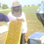 Apiarist Vivek Khalokar inspecting a hive in Amravati, Maharashtra. (Photo by Hiren Kumar Bose)