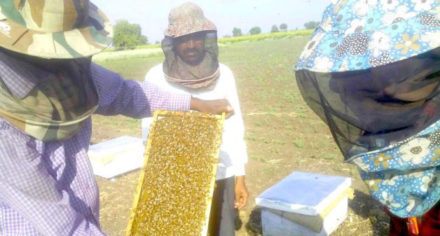Apiarist Vivek Khalokar inspecting a hive in Amravati, Maharashtra. (Photo by Hiren Kumar Bose)