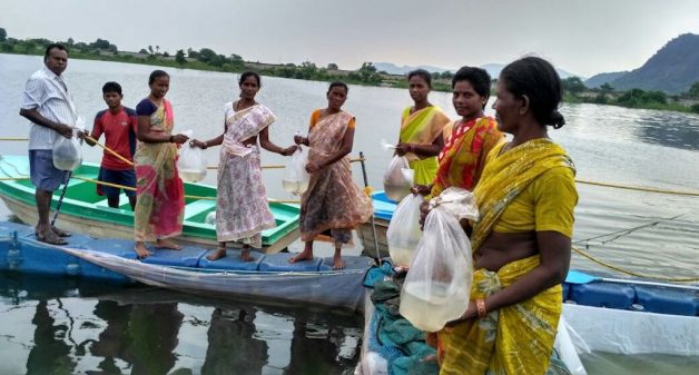 Rearing fish spawn in cages in Andhra Pradesh.