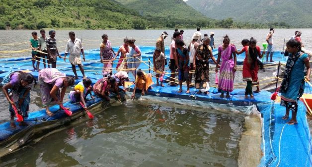 Fish is being grown to a marketable size by a cooperative society in Visakhapatnam in Andhra Pradesh.