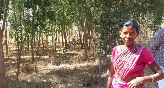 Villager Agni Devi at a papaya garden that is a part of the Hesatu forest. (Photo by Chhandosree)