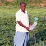 Murthy, who has adopted integrated pest management, has pheromone traps in his field of black gram. (Photo by R. Samuel)