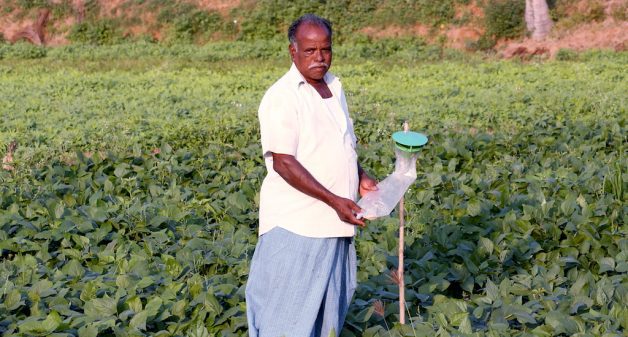 Murthy, who has adopted integrated pest management, has pheromone traps in his field of black gram. (Photo by R. Samuel)