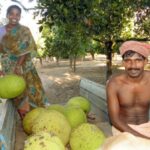 A farmer couple on their way to the market with their jackfruit harvest. (Photo by Sri Padre / Adhike Patrike)