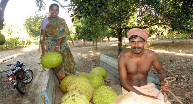 A farmer couple on their way to the market with their jackfruit harvest. (Photo by Sri Padre / Adhike Patrike)