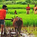 The food supply chain from farms remains weak in India. (Photo by Mallika Viegas)