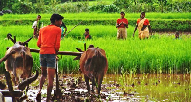 The food supply chain from farms remains weak in India. (Photo by Mallika Viegas)