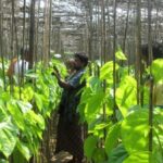 A betel leaf vineyard in Jagatsinghpur district of Odisha. (Photo by Basudev Mahapatra)