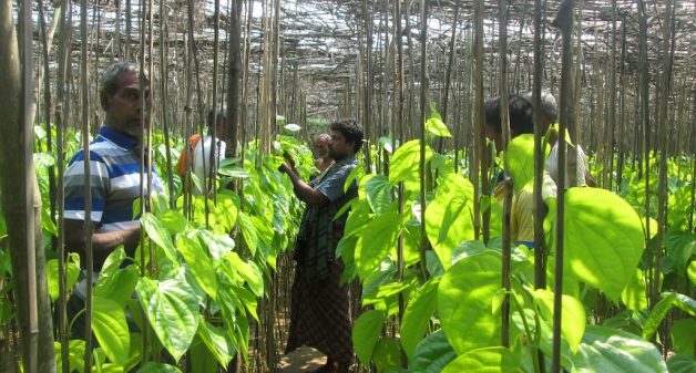 A betel leaf vineyard in Jagatsinghpur district of Odisha. (Photo by Basudev Mahapatra)
