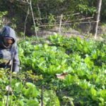 A woman in Sikkim working in her organic vegetable farm. (Photo by Athar Parvaiz)
