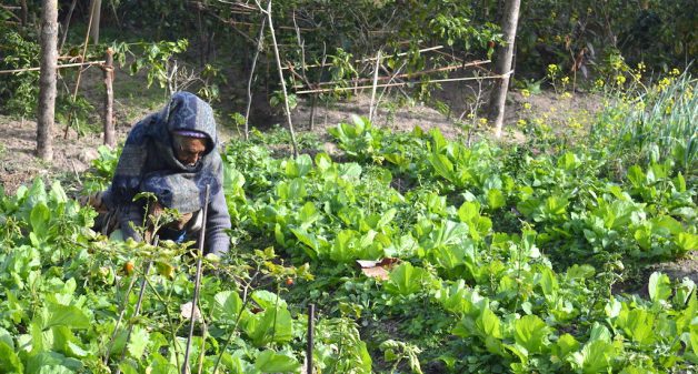 A woman in Sikkim working in her organic vegetable farm. (Photo by Athar Parvaiz)