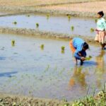 Organic rice is being transplanted in Uttar Dinajpur district of West Bengal. (Photo by Dhruba Dasgupta)