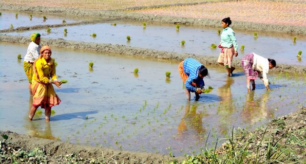 Organic rice is being transplanted in Uttar Dinajpur district of West Bengal. (Photo by Dhruba Dasgupta)