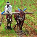 Farmers in many parts of the country are unable to make a living from agriculture alone. (Photo by B.S. Ananth)