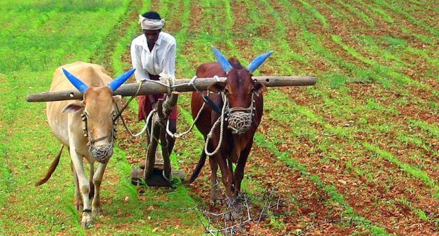 Farmers in many parts of the country are unable to make a living from agriculture alone. (Photo by B.S. Ananth)