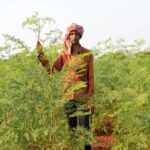A moringa crop is ready for harvest at a farm near Rajkot town. (Photo by Hiren Kumar Bose)