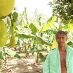 Farmer Jesuraj of Pudukottai in his farm where he practises agroforestry. (Photo by R. Samuel)