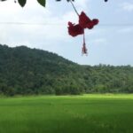The rice fields of South Kamrup in Assam. (Photo by Bikalp Chamola)