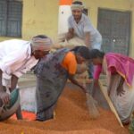 Getting a good price for tur has become difficult for subsistence farmers. (Photo by ALC India)