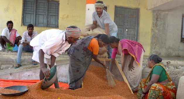 Getting a good price for tur has become difficult for subsistence farmers. (Photo by ALC India)