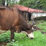Cattle fodder in common lands and forests has become scarce in India due to weed infestation. (Photo by Shankar S.)