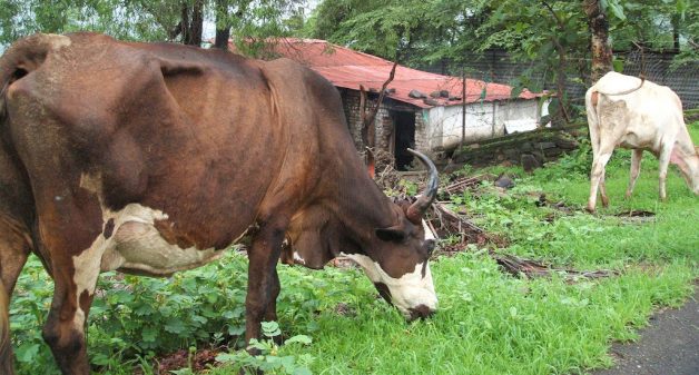 Cattle fodder in common lands and forests has become scarce in India due to weed infestation. (Photo by Shankar S.)