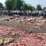 Farmers protested and threw away their onion harvest as prices crashed. (Photo by Atul Deulgaonkar)