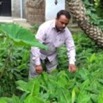 Farmer Dinesh Kumar of Machhahi village in Bihar has been promoting the use the curd mixture. (Photo by Mohd Imran Khan)