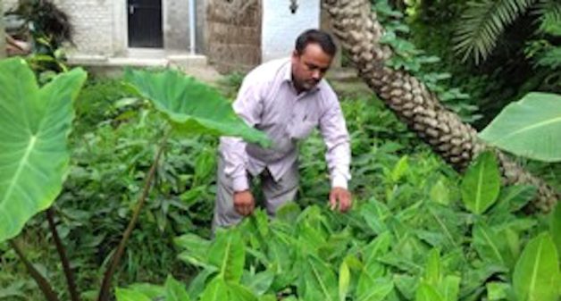 Farmer Dinesh Kumar of Machhahi village in Bihar has been promoting the use the curd mixture. (Photo by Mohd Imran Khan)