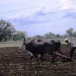 Marathwada farmers are fighting against all odds in the current kharif season. (Photo by Nidhi Jamwal)