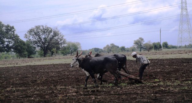 Marathwada farmers are fighting against all odds in the current kharif season. (Photo by Nidhi Jamwal)