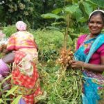 Farmers of Nalapad harvest groundnut from their multi-crop field. (Photo by Basudev Mahapatra)