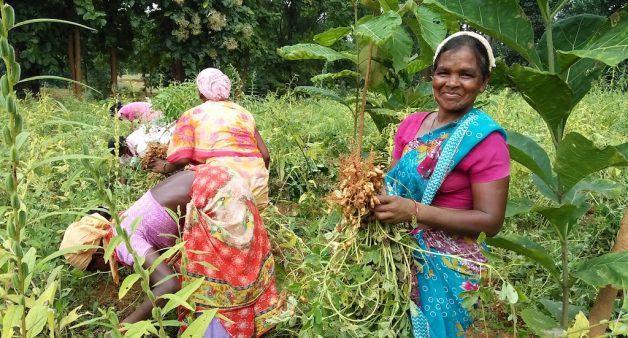 Farmers of Nalapad harvest groundnut from their multi-crop field. (Photo by Basudev Mahapatra)