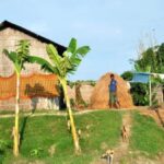 Houses on raised ground help char villagers stay safe during floods with banana trees and vegetable gardens preventing soil erosion. (Photo by Abdul Gani)
