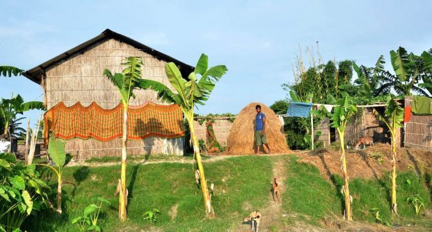 Houses on raised ground help char villagers stay safe during floods with banana trees and vegetable gardens preventing soil erosion. (Photo by Abdul Gani)
