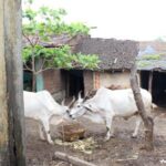 Pastureland is shrinking in the country and feeding within premises is gaining prominence. (Photo by Saif Noor)