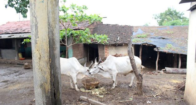 Pastureland is shrinking in the country and feeding within premises is gaining prominence. (Photo by Saif Noor)