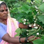 Rahibai in her farm of landrace hyacinth bean that she has helped conserve among other traditional crop varieties. (Photo by BAIF)