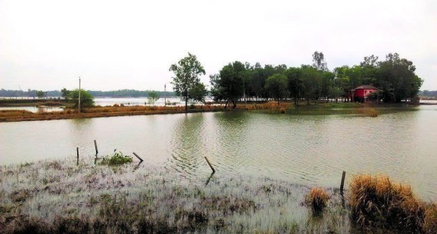 The flooding led to a watery grave for the crops. (Photo by Rajiv Palit)