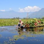 Fishing and other rural communities that have traditionally depended on Wular Lake are now struggling to earn a living from it, as shrinkage, siltation and ecological degradation take a toll on Kashmir’s largest flood basin . (Photo by Athar Parvaiz)