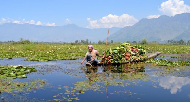 Fishing and other rural communities that have traditionally depended on Wular Lake are now struggling to earn a living from it, as shrinkage, siltation and ecological degradation take a toll on Kashmir’s largest flood basin . (Photo by Athar Parvaiz)