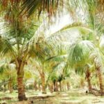 Rajpurohit’s coconut farm in the desert state of Rajasthan is an inspiration to many prospective growers in the region. (Photo by Hiren Kumar Bose)